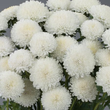 Bonita White, Aster Seeds - Packet image number null